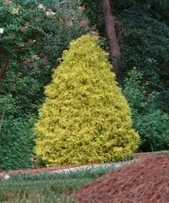 Fast Growing Trees Gold Mop Cypress