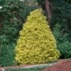 Fast Growing Trees Gold Mop Cypress