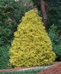 Fast Growing Trees Gold Mop Cypress