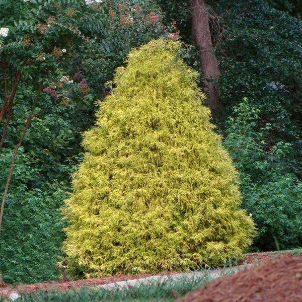 Fast Growing Trees Gold Mop Cypress 3 Fast Growing Trees Gold Mop Cypress