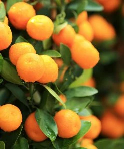 Fast Growing Trees Gold Nugget Mandarin Tree Citrus Trees