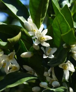 Fast Growing Trees Gold Nugget Mandarin Tree Citrus Trees