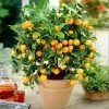Fast Growing Trees Gold Nugget Mandarin Tree Citrus Trees