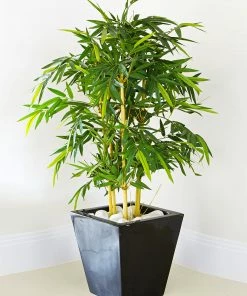 Fast Growing Trees Bamboo Trees Golden Bamboo