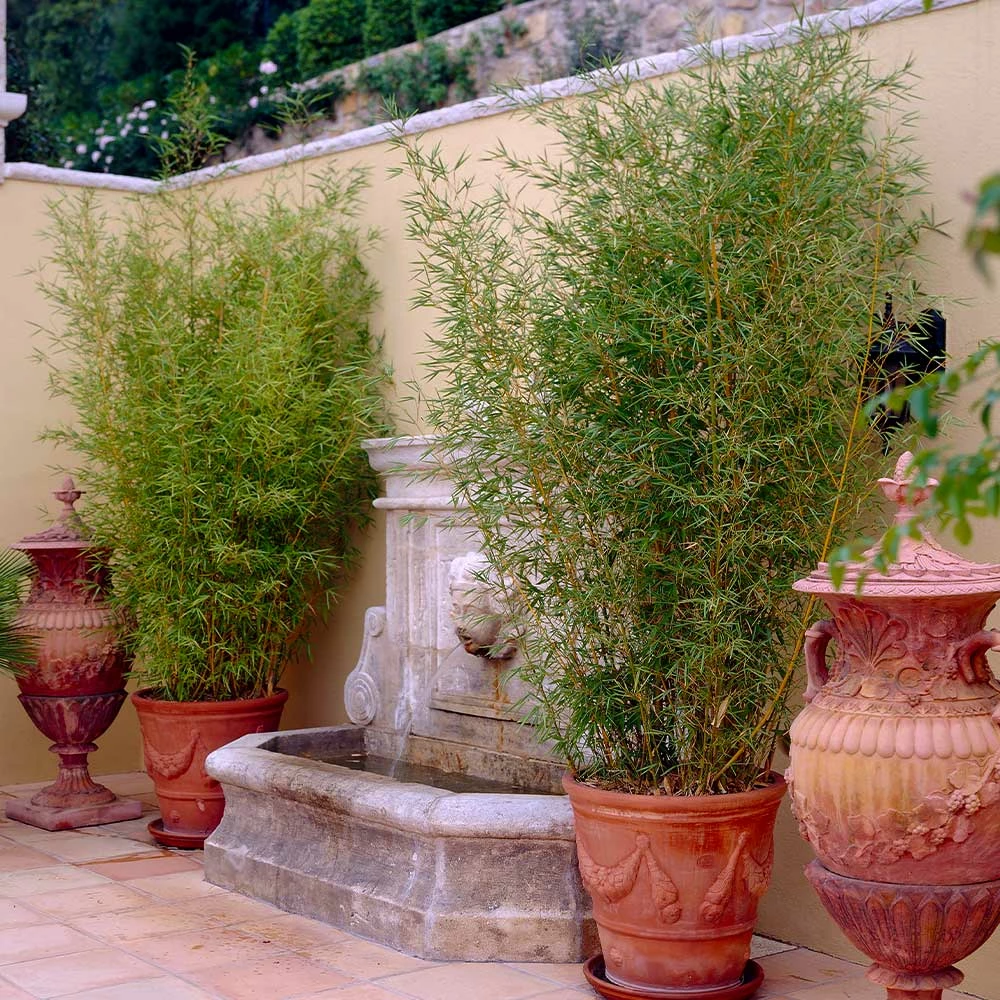 Fast Growing Trees Bamboo Trees Golden Bamboo 5 Fast Growing Trees Bamboo Trees Golden Bamboo