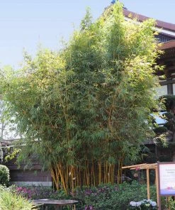 Fast Growing Trees Bamboo Trees Golden Bamboo 11 Fast Growing Trees Bamboo Trees Golden Bamboo