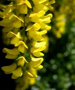 Fast Growing Trees Columnar Goldenchain Tree