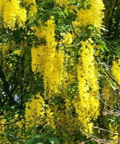 Fast Growing Trees Columnar Goldenchain Tree