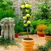 Fast Growing Trees Golden Sentinel Columnar Apple Tree Apple Trees