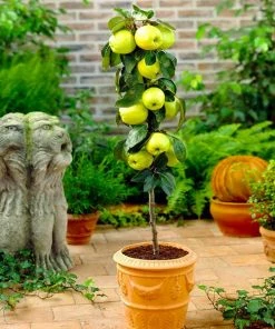 Fast Growing Trees Golden Sentinel Columnar Apple Tree Apple Trees