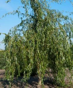 Fast Growing Trees Willow Trees Golden Curls' Corkscrew Willow