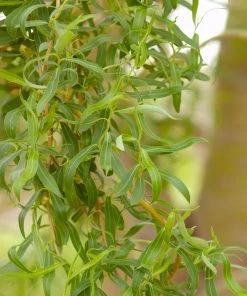 Fast Growing Trees Willow Trees Golden Curls' Corkscrew Willow