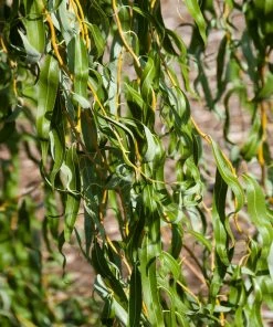 Fast Growing Trees Willow Trees Golden Curls' Corkscrew Willow