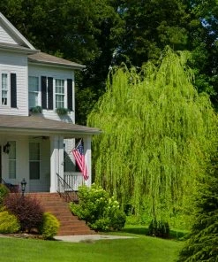 Fast Growing Trees Willow Trees Golden Curls' Corkscrew Willow