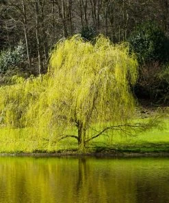 Fast Growing Trees Willow Trees Golden Curls' Corkscrew Willow