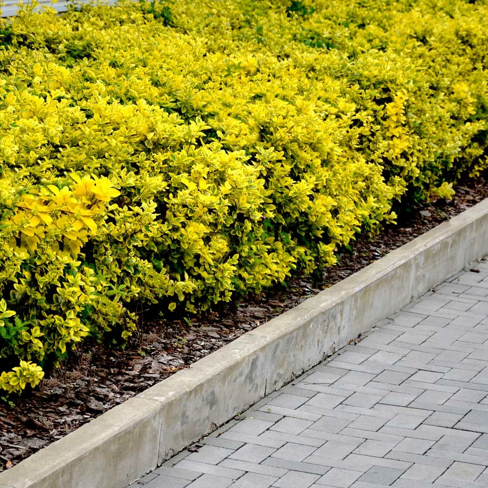 Fast Growing Trees See All Shrubs & Hedges Golden Euonymus Shrub 6 Fast Growing Trees See All Shrubs & Hedges Golden Euonymus Shrub