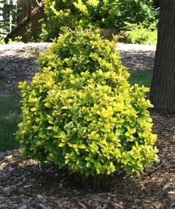 Fast Growing Trees See All Shrubs & Hedges Golden Euonymus Shrub 11 Fast Growing Trees See All Shrubs & Hedges Golden Euonymus Shrub