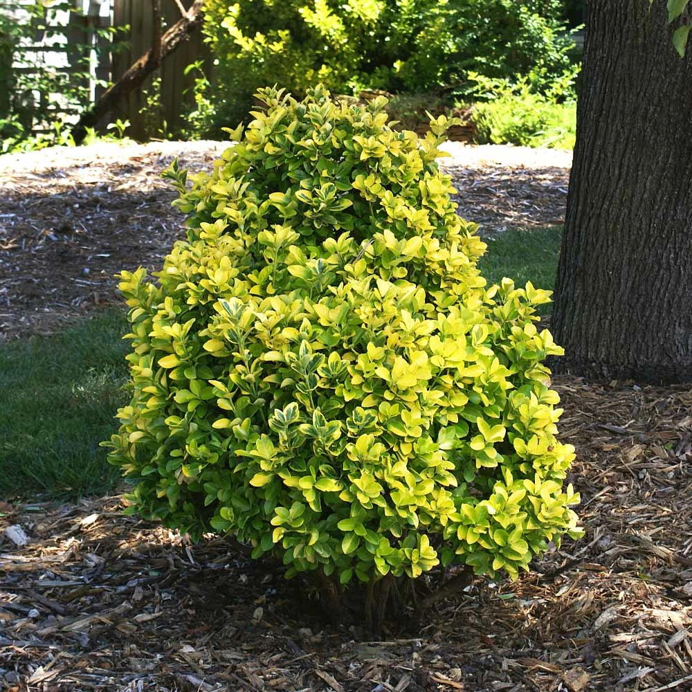 Fast Growing Trees See All Shrubs & Hedges Golden Euonymus Shrub 7 Fast Growing Trees See All Shrubs & Hedges Golden Euonymus Shrub