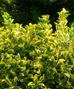 Fast Growing Trees See All Shrubs & Hedges Golden Euonymus Shrub