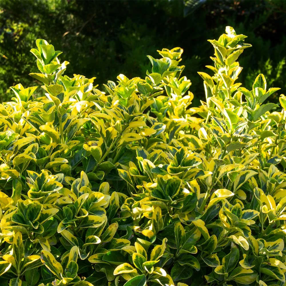 Fast Growing Trees See All Shrubs & Hedges Golden Euonymus Shrub 4 Fast Growing Trees See All Shrubs & Hedges Golden Euonymus Shrub