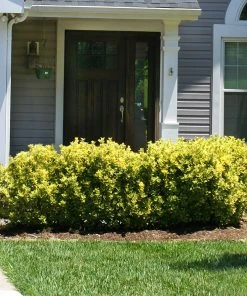Fast Growing Trees See All Shrubs & Hedges Golden Euonymus Shrub 9 Fast Growing Trees See All Shrubs & Hedges Golden Euonymus Shrub