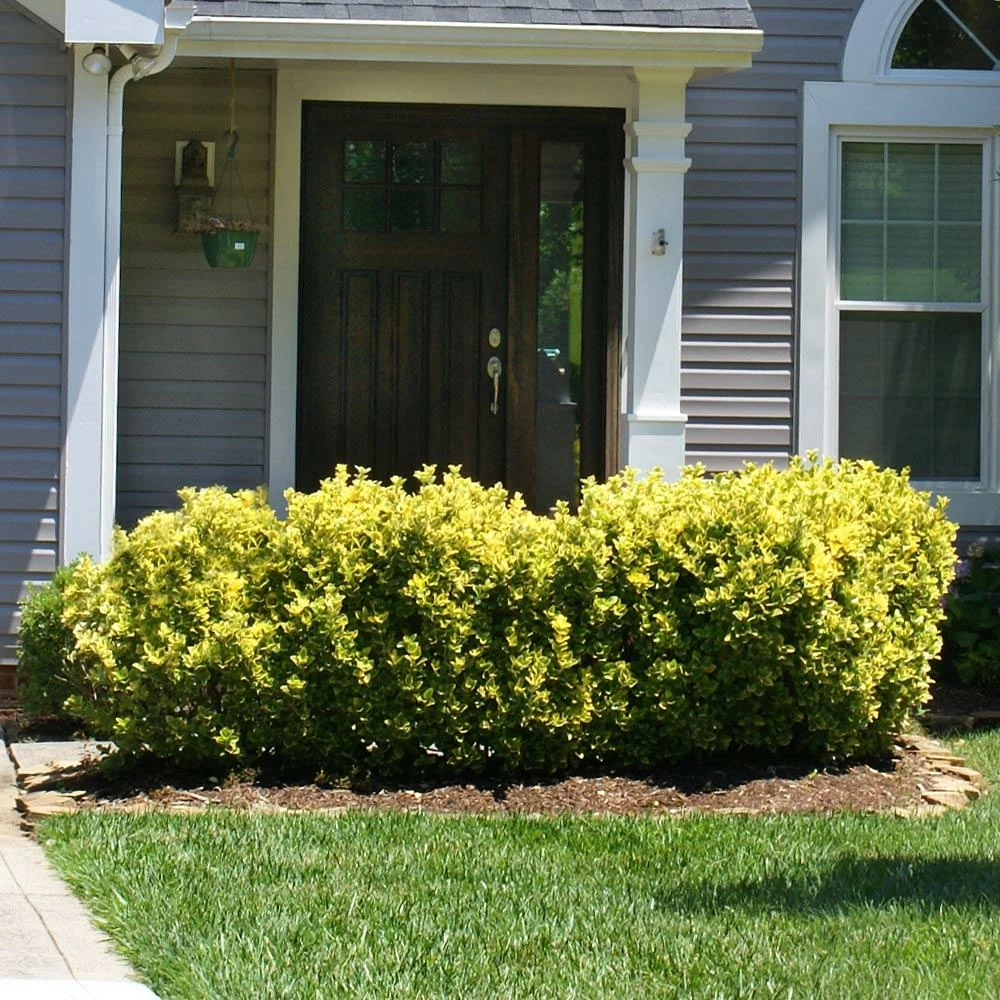 Fast Growing Trees See All Shrubs & Hedges Golden Euonymus Shrub 5 Fast Growing Trees See All Shrubs & Hedges Golden Euonymus Shrub