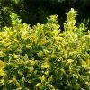Fast Growing Trees See All Shrubs & Hedges Golden Euonymus Shrub