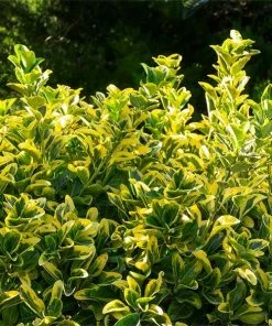 Fast Growing Trees See All Shrubs & Hedges Golden Euonymus Shrub