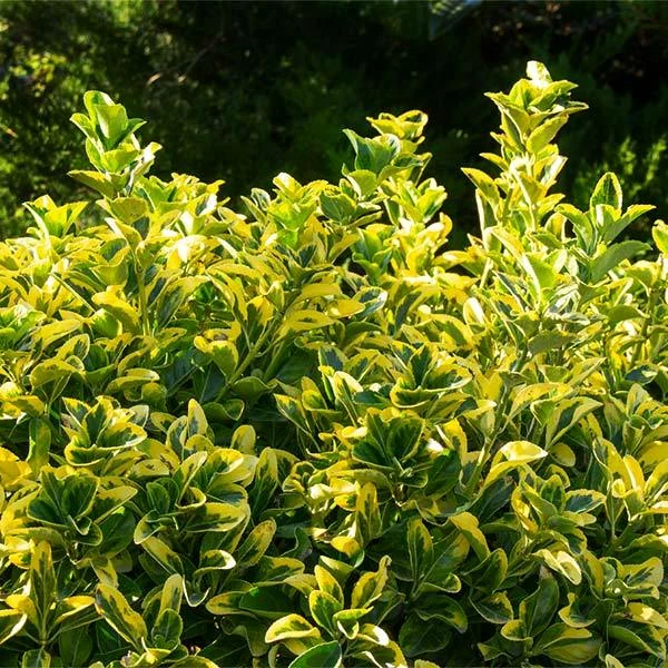 Fast Growing Trees See All Shrubs & Hedges Golden Euonymus Shrub 3 Fast Growing Trees See All Shrubs & Hedges Golden Euonymus Shrub