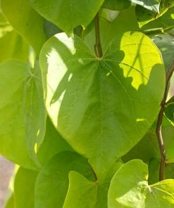 Fast Growing Trees Golden Falls® Redbud Tree