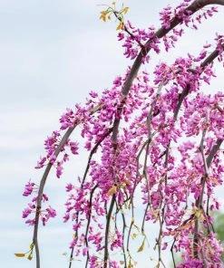 Fast Growing Trees Golden Falls® Redbud Tree