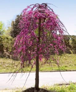 Fast Growing Trees Golden Falls® Redbud Tree