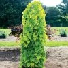 Fast Growing Trees Golden Falls® Redbud Tree 2 Fast Growing Trees Golden Falls® Redbud Tree