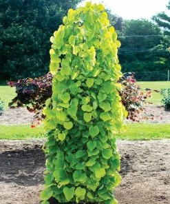 Fast Growing Trees Golden Falls® Redbud Tree