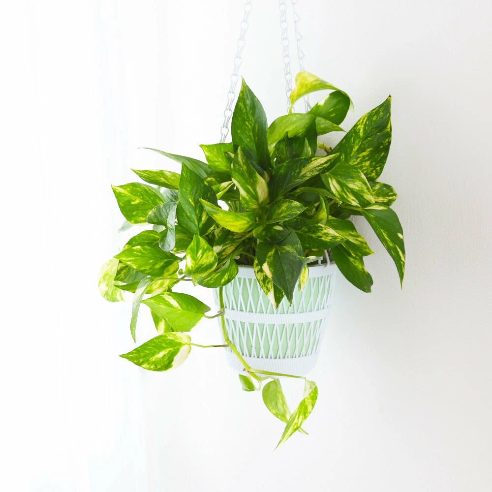 Fast Growing Trees Air Purifying House Plants Golden Pothos 6 Fast Growing Trees Air Purifying House Plants Golden Pothos