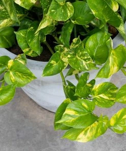 Fast Growing Trees Air Purifying House Plants Golden Pothos 13 Fast Growing Trees Air Purifying House Plants Golden Pothos
