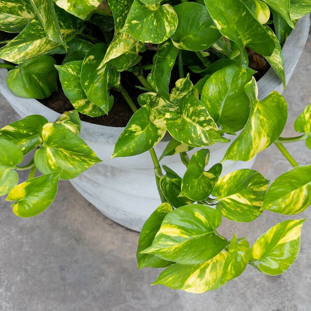 Fast Growing Trees Air Purifying House Plants Golden Pothos 7 Fast Growing Trees Air Purifying House Plants Golden Pothos