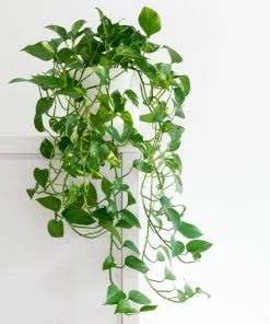 Fast Growing Trees Air Purifying House Plants Golden Pothos
