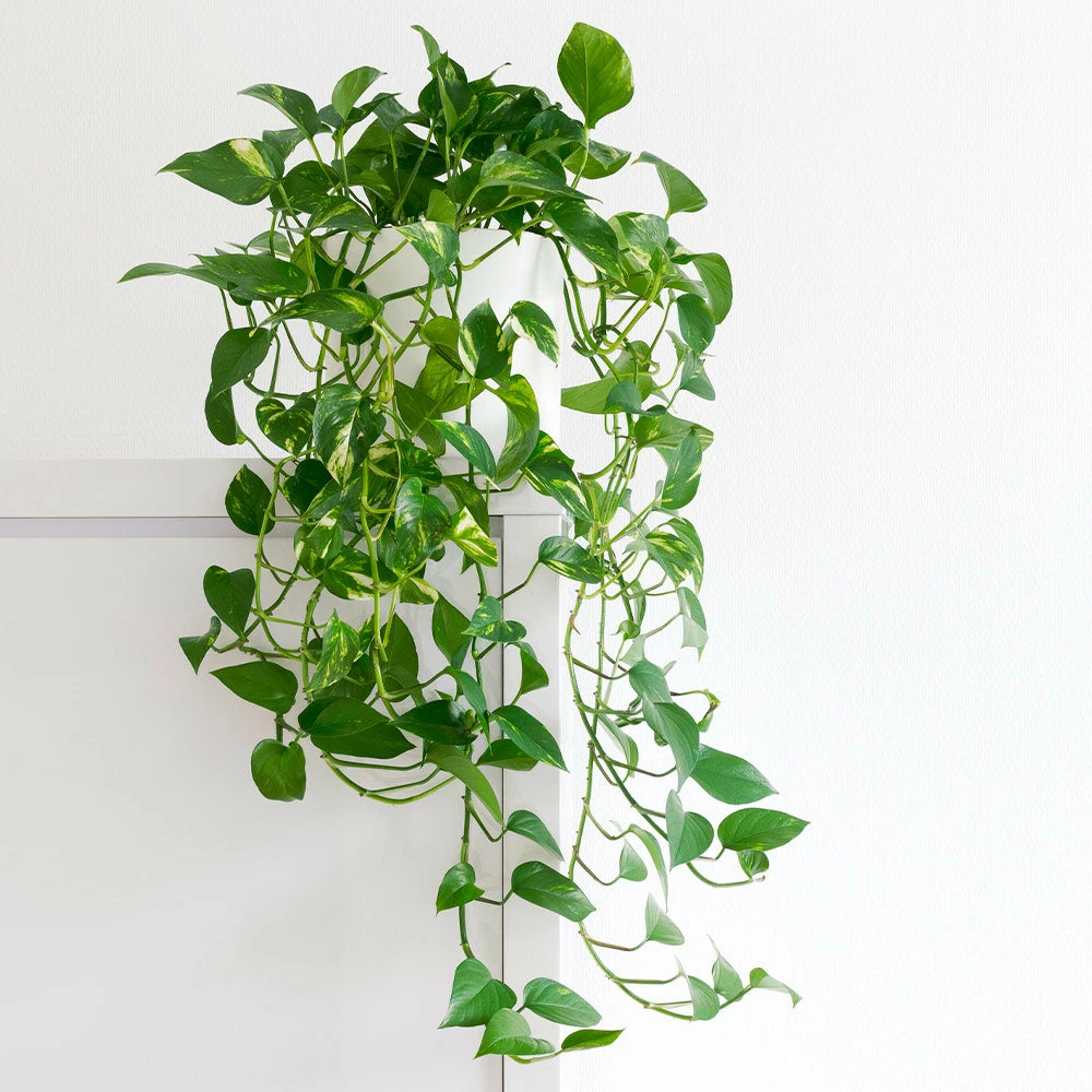 Fast Growing Trees Air Purifying House Plants Golden Pothos 4 Fast Growing Trees Air Purifying House Plants Golden Pothos