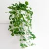 Fast Growing Trees Air Purifying House Plants Golden Pothos