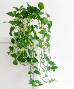 Fast Growing Trees Air Purifying House Plants Golden Pothos