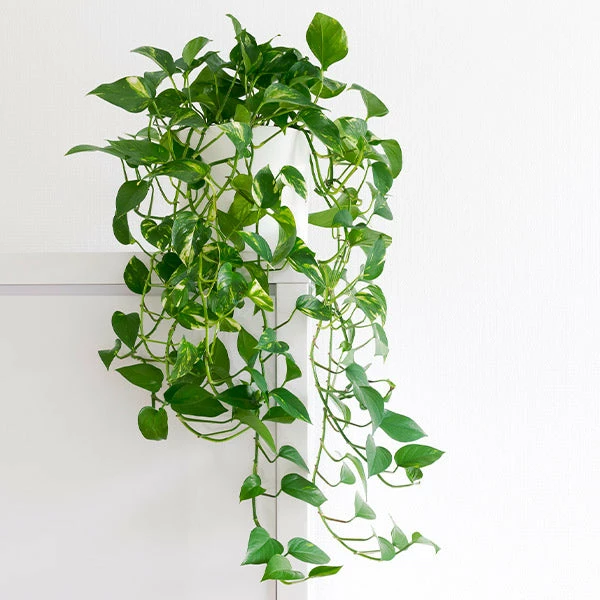 Fast Growing Trees Air Purifying House Plants Golden Pothos 3 Fast Growing Trees Air Purifying House Plants Golden Pothos