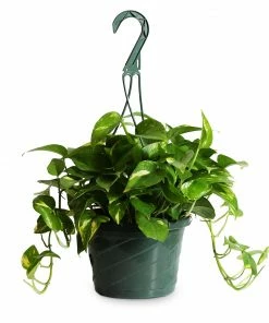 Fast Growing Trees Air Purifying House Plants Golden Pothos 14 Fast Growing Trees Air Purifying House Plants Golden Pothos