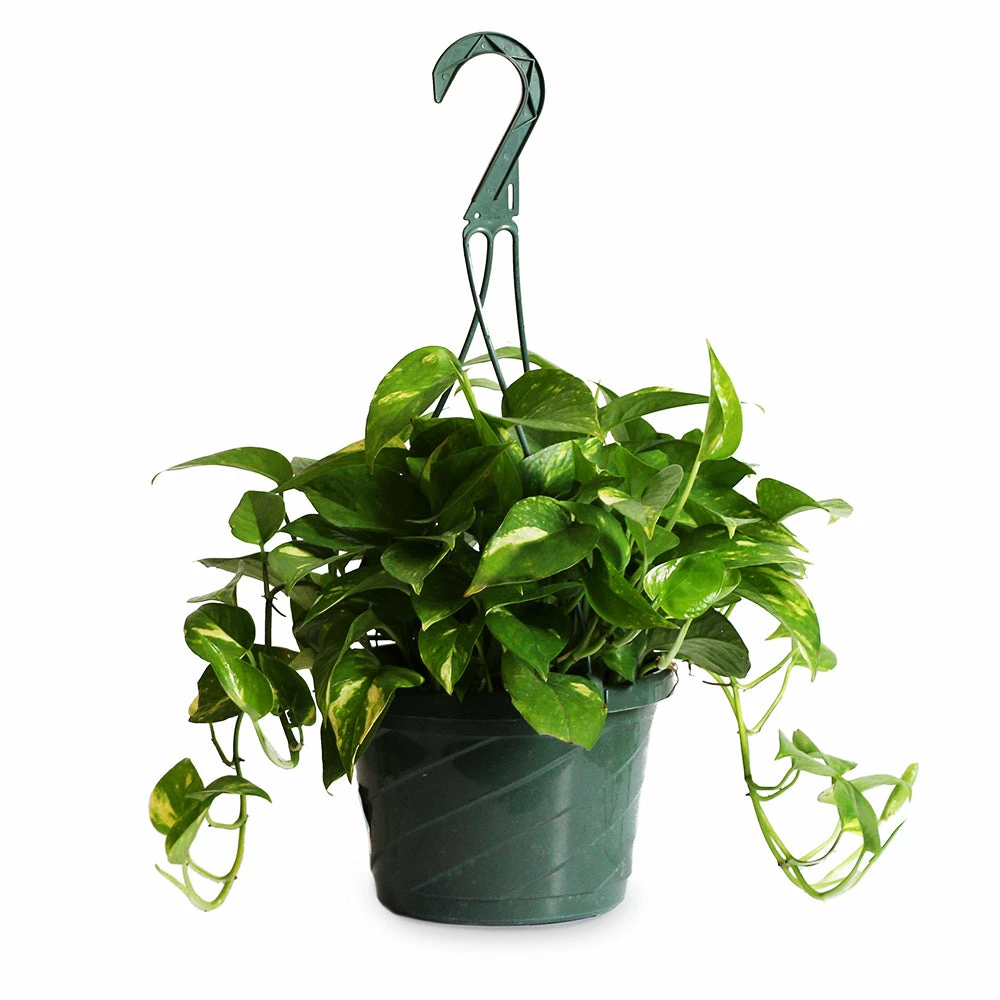 Fast Growing Trees Air Purifying House Plants Golden Pothos 8 Fast Growing Trees Air Purifying House Plants Golden Pothos