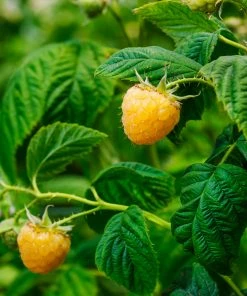 Fast Growing Trees Golden Raspberry Plant - USDA Organic See All Fruit Trees 10 Fast Growing Trees Golden Raspberry Plant - USDA Organic See All Fruit Trees