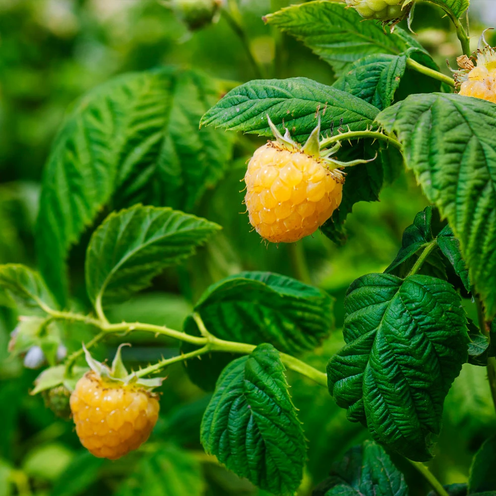 Fast Growing Trees Golden Raspberry Plant - USDA Organic See All Fruit Trees 6 Fast Growing Trees Golden Raspberry Plant - USDA Organic See All Fruit Trees