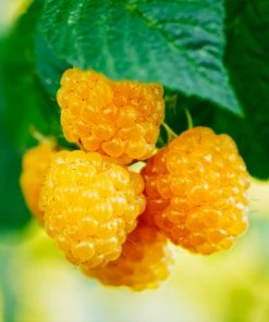 Fast Growing Trees Golden Raspberry Plant - USDA Organic See All Fruit Trees