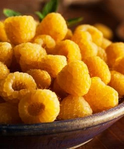 Fast Growing Trees Golden Raspberry Plant - USDA Organic See All Fruit Trees 9 Fast Growing Trees Golden Raspberry Plant - USDA Organic See All Fruit Trees