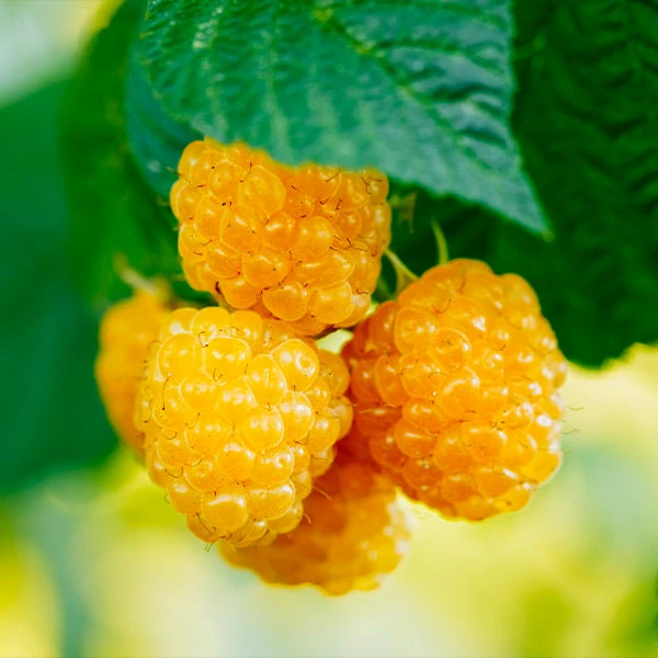 Fast Growing Trees Golden Raspberry Plant - USDA Organic See All Fruit Trees 3 Fast Growing Trees Golden Raspberry Plant - USDA Organic See All Fruit Trees