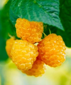 Fast Growing Trees Golden Raspberry Raspberry Bushes